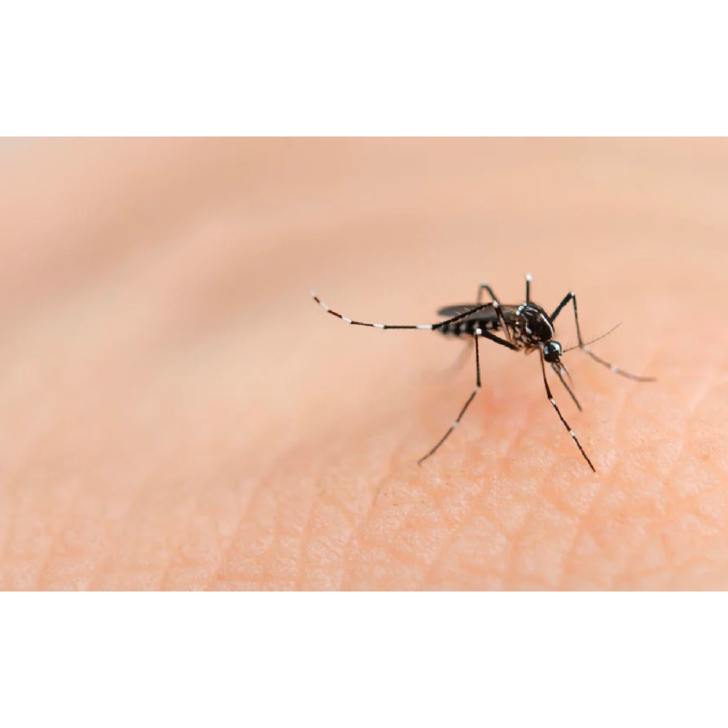 光源滅蚊燈 1024x1024