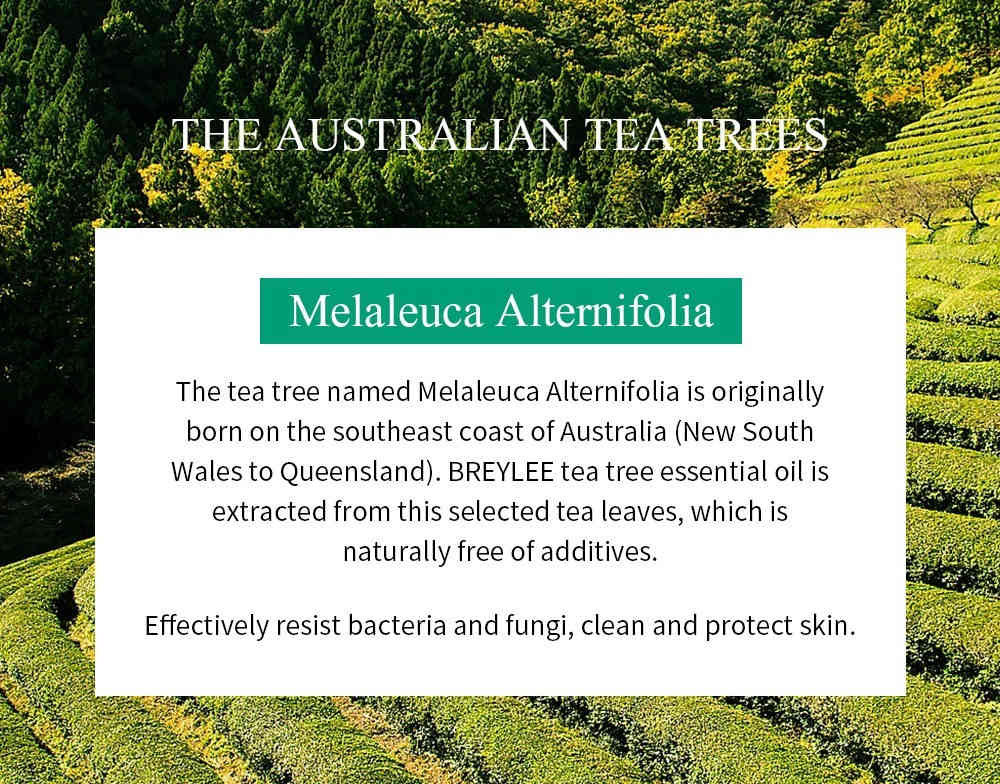 breylee 茶樹抗痘修護精華 30ml/盒