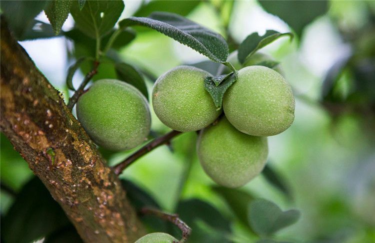 鳳枚牌正宗鹹酸甜甘草九製話梅