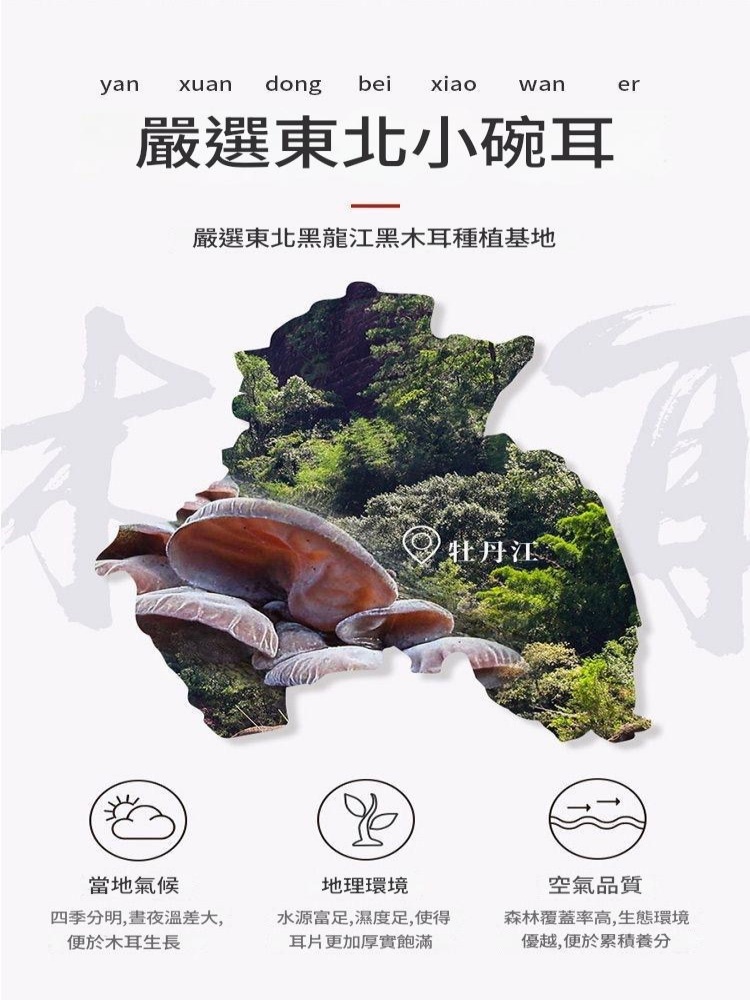 【東北野生】長白山椴木小碗耳 肉厚無根黑木耳乾貨 500g