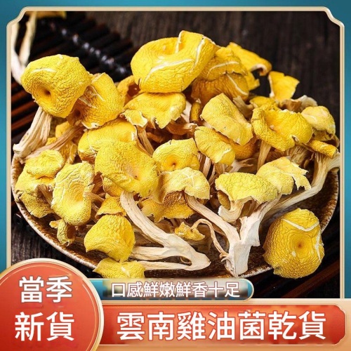 甄選雲南深山雞油菌乾貨 500g 當季新貨