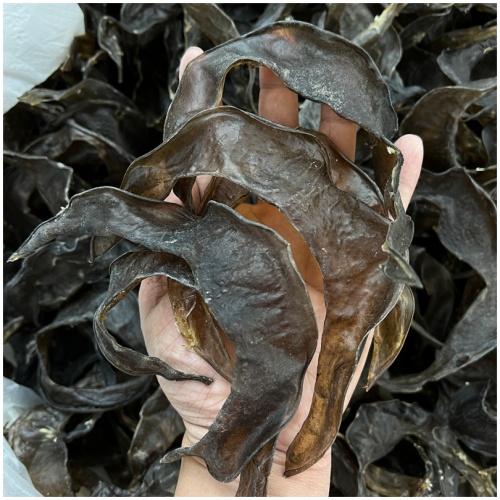 天旺海味甲魚裙邊