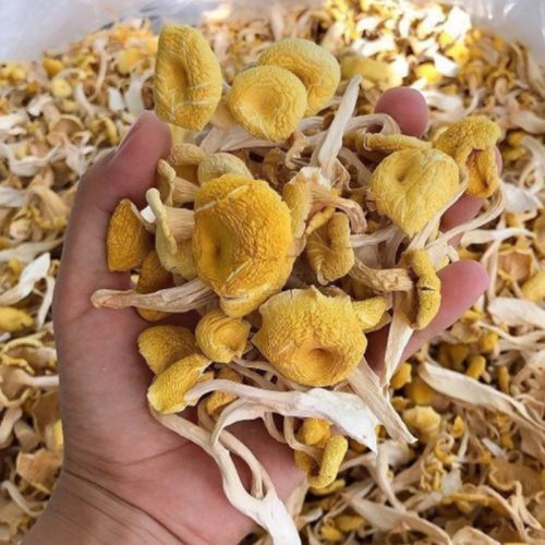 雲南特產 雞油菌乾菇 100g/包|金黃飽滿 鮮香濃鬱 煲湯炒菜皆宜