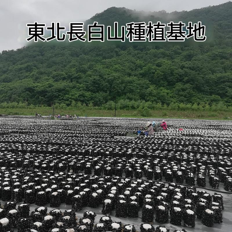東北長白山秋木耳 500g 肉厚無根爽脆黑木耳 - Image 4